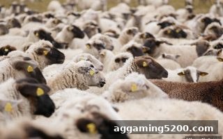 华体会体育深度解读：英超比赛前瞻的制胜关键
